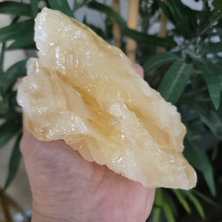 Angel Wing Calcite (Lemon)