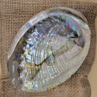 Abalone Bundle
