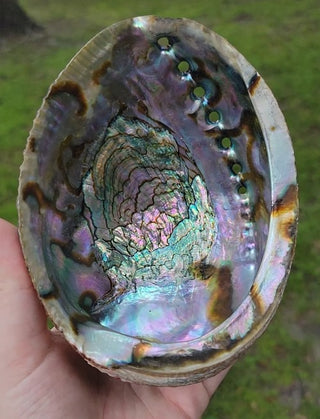 Abalone Shells